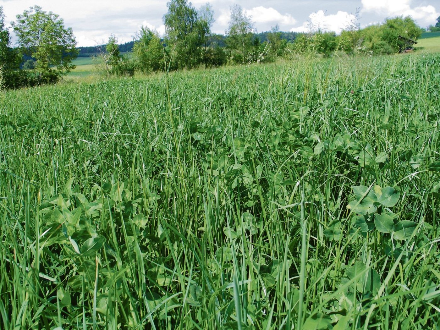 Kleereicher Kunstwiesenbestand: Viele Kunstwiesen zeigten sich im vergangenen Jahr erstaunlich resistent gegenüber der Trockenheit.(Bild Herbert Schmid)