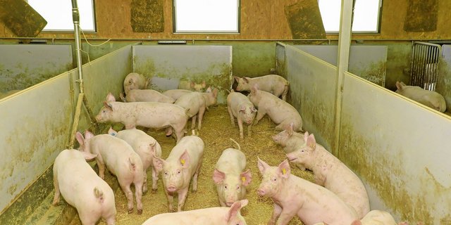 Wer seinen Mastbetrieb noch nicht auf stickstoffreduzierte Phasenfütterung umgestellt hat, sollte dies möglichst bald machen, um noch Beiträge zu erhalten.