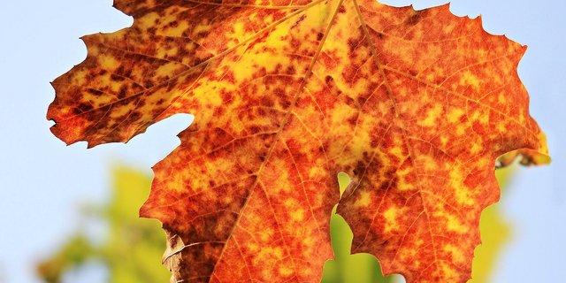 Wenn sich die Blätter im Herbst verfärben, stoppt die Photosynthese und damit auch die CO2-Aufnahme der Pflanze. (Bild Pixabay)