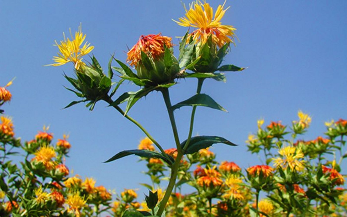 Eine schöne Pflanze mit gesundem Öl. (Bild Agroscope) 