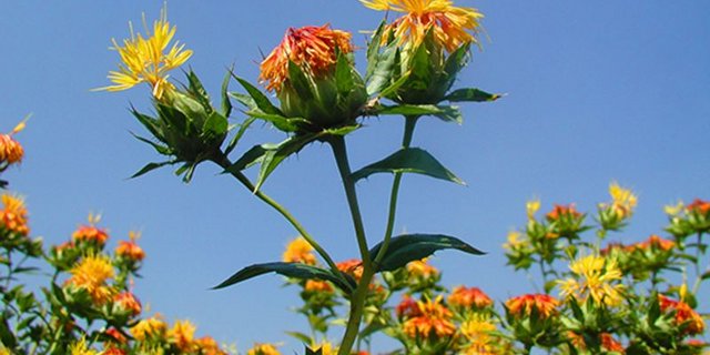 Eine schöne Pflanze mit gesundem Öl. (Bild Agroscope) 