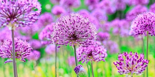 Der Kugel-Lauch (Allium aflatunense «Purple Sensation») blüht im Spätfrühling und lockt Wild- und Honigbienen an. Nach der Blüte sind auch die Samenstände attraktiv. 