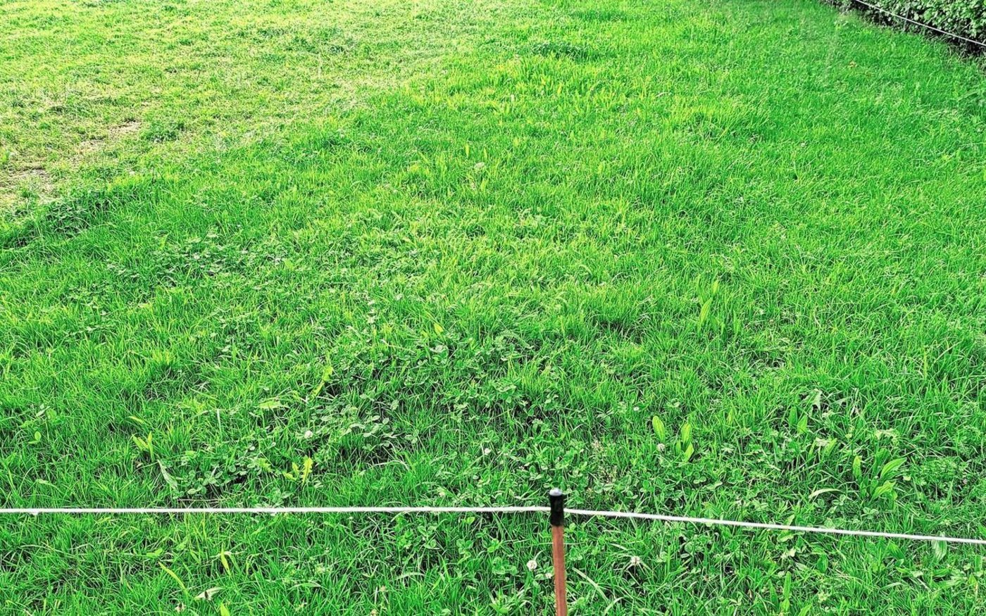 Was kann der Lernende hierzu erzählen? Jan Lüscher ist unter anderem zum Thema Kunstwiese geprüft worden.