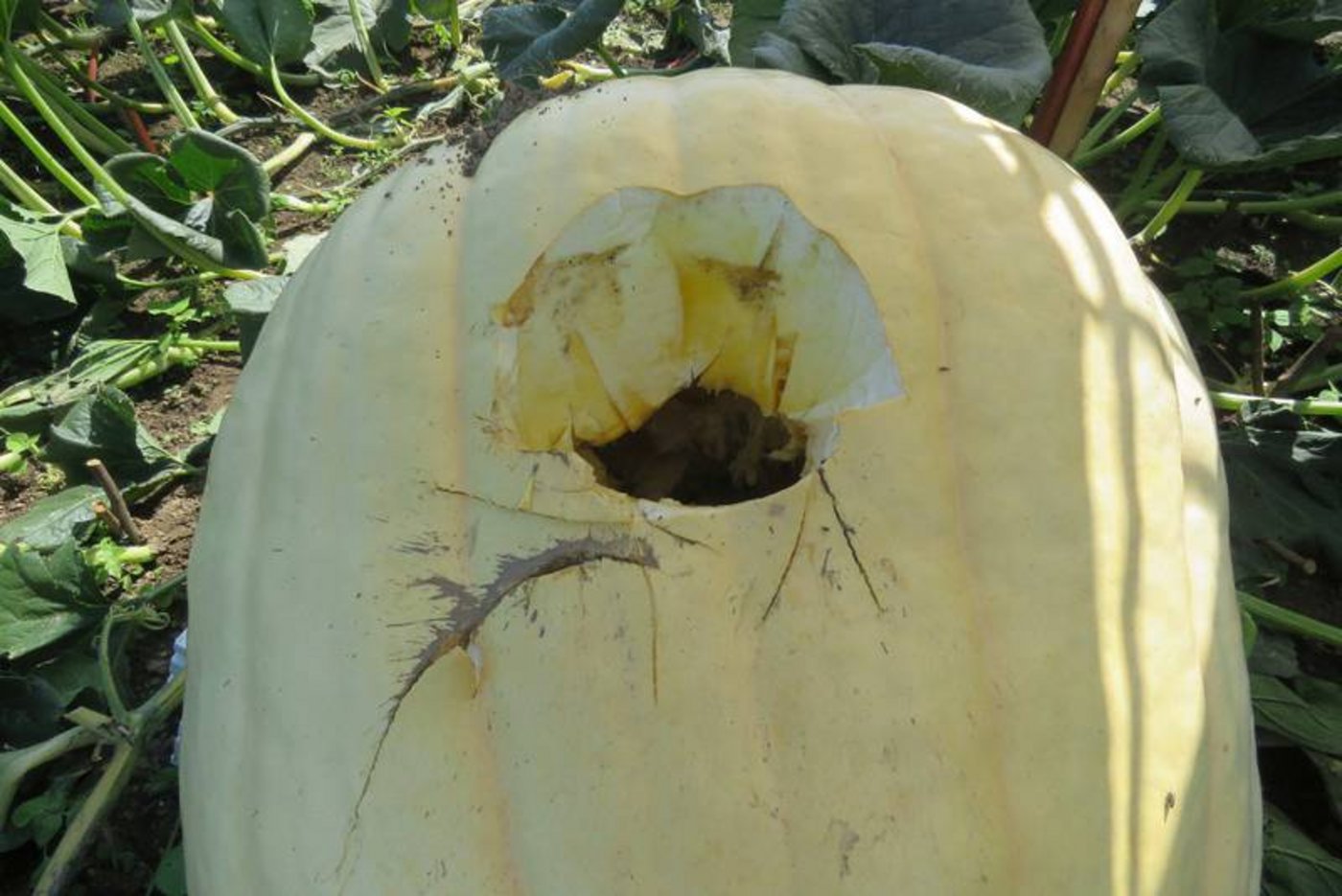Der beschädigte Risen-Kürbis. (Bild Kantonspolizei Aargau)
