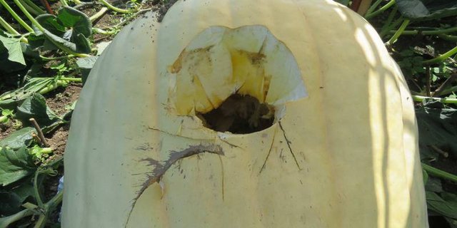 Der beschädigte Risen-Kürbis. (Bild Kantonspolizei Aargau)