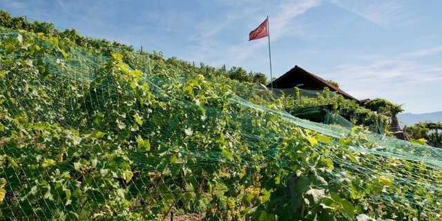Der Einsatz eines Helikopters über Rebparzellen in St. German löste einige Kritik aus. (Symbolbild BauZ)