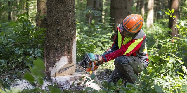 Schweizer Holz soll in der Schweiz bleiben – in den zentralen Landesteilen scheint das gut zu funktionieren. (Bild zVg)