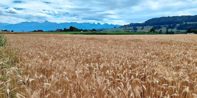 Ueli Zaugg verpachtet unter anderem diese Parzelle in Münsingen BE. 