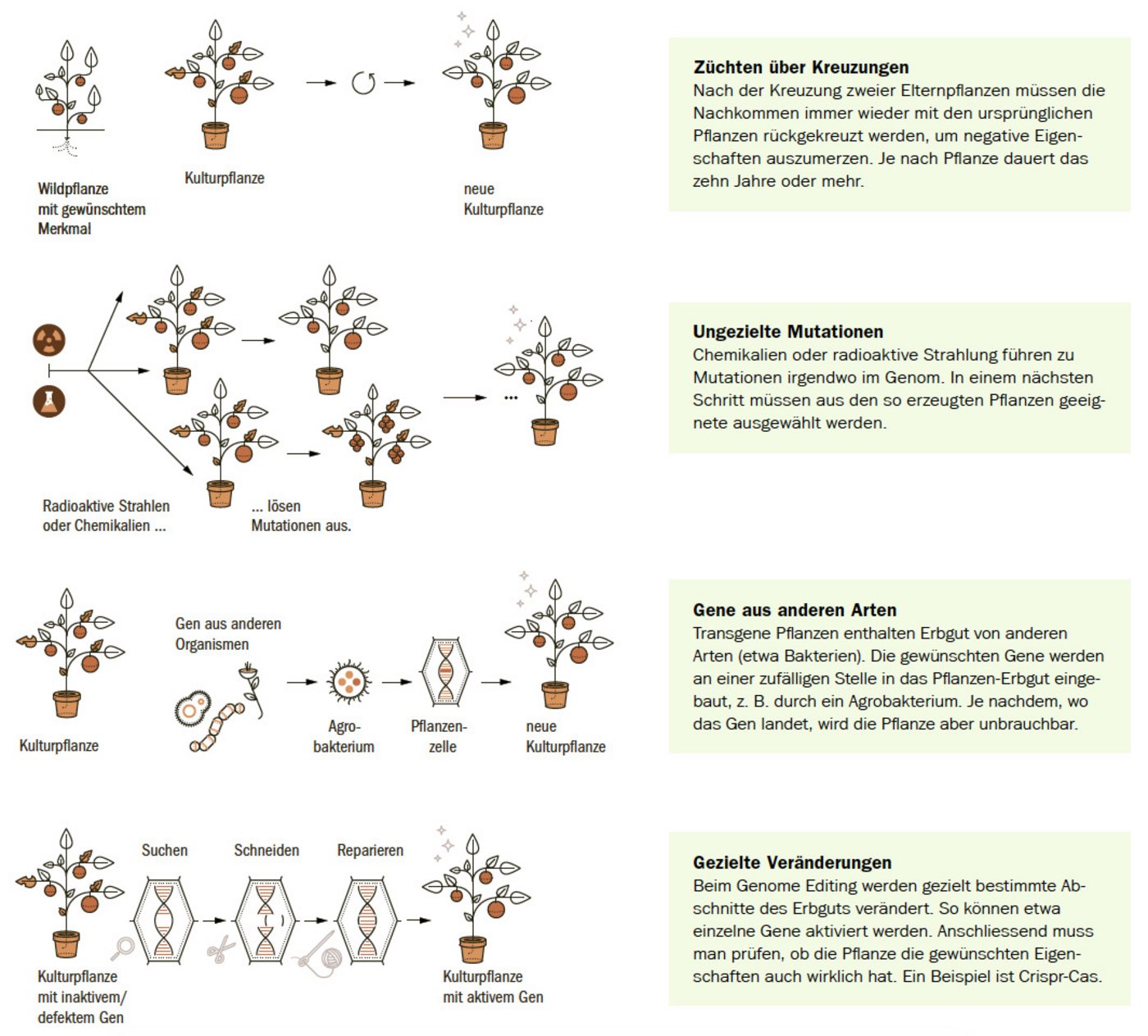 Es gibt verschiedene Methoden, um Pflanzen mit den gewünschten Eigenschaften auszustatten. Neue Verfahren sind präziser und schneller, erfordern aber auch viel Wissen um die Funktion einzelner Gene.(Grafik Bafu)