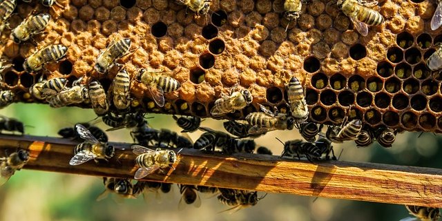Die Bayern wollen Bienensterbe verhindern. (Bild pixabay)