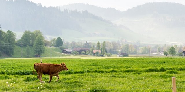 Für Bio-Suisse-Präsident Urs Brändli wäre die Erlaubnis zum Spermasexing ein Signal in die falsche Richtung, nämlich hin zur Zucht aus Spitzenleistung. (Bild BauZ)