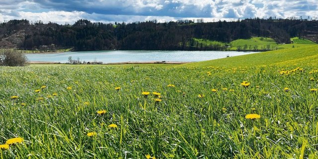 Sobald der Löwenzahn verblüht ist, werden beim Mähen und Aufbereiten weniger Insekten in Mitleidenschaft gezogen. Während der Blüte sollte der Mähaufbereiter nur bei geringer Bienenaktivität (weniger als eine Biene pro 2 m2) benutzt werden.