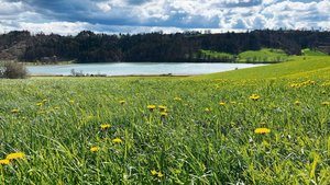 Sobald der Löwenzahn Sobald der Löwenzahn verblüht ist, werden beim Mähen und Aufbereiten weniger Insekten in Mitleidenschaft gezogen. Während der Blüte sollte der Mähaufbereiter nur bei geringer Bienenaktivität (weniger als eine Biene pro 2 m2) benutzt werden.