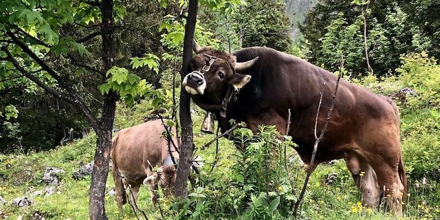 Original-Braunvieh-Muni Rainer hat sich glücklicherweise von seinem Gebrechen erholt und ist jetzt wieder voll einsatzbereit. (Bild jba)
