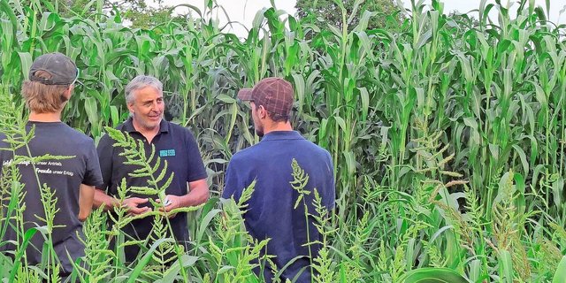 Ueli Schild (Mitte) am Flurgang in Tänikon: Im Vordergrund die Sorghum-Sorte Arigato, im Hintergrund die hochwachsende Sorte Kallisto.