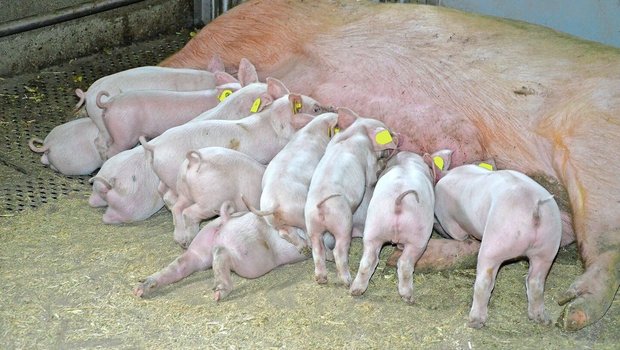 Damit die Sau nach dem Abferkeln viel Milch produzieren kann, braucht es Gesundheit und schmackhafte Futtermittel.