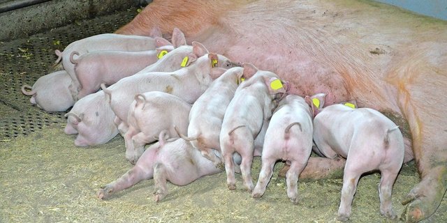 Damit die Sau nach dem Abferkeln viel Milch produzieren kann, braucht es Gesundheit und schmackhafte Futtermittel.