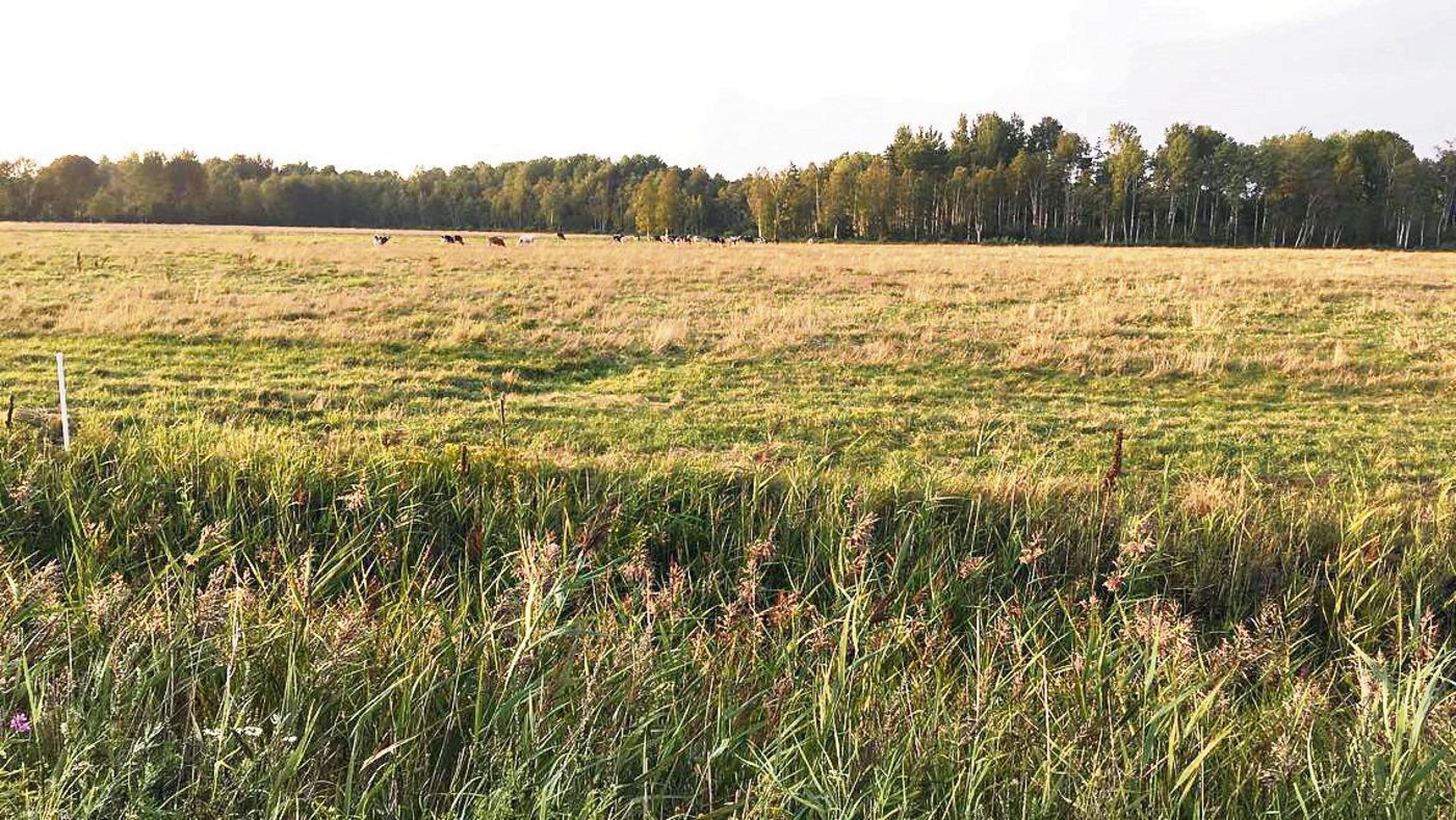 Die Felder in Estland sind sehr weitläufig. Dafür gibt es nur winzige Berge. (Bild Regula Hofer)