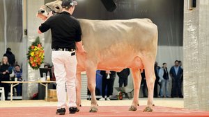 Die Jungkuh Auer’s B Die Jungkuh Auer’s Brice Urmina von IGBS-Präsident Roman Auer fand für 10 000 Franken einen neuen Besitzer.