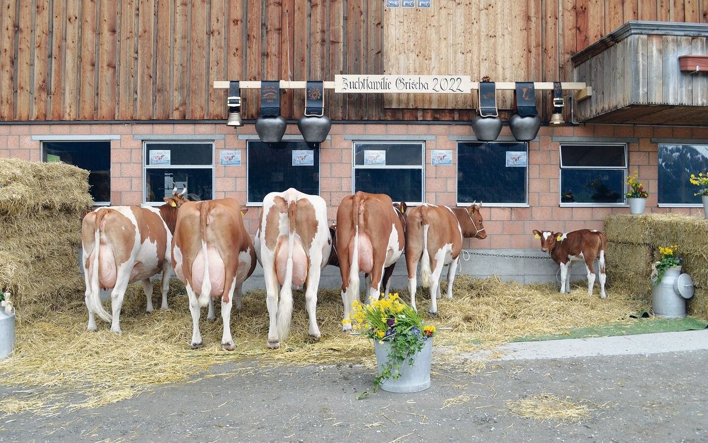 Eine eindrückliche Zuchtfamilie mit 92 Punkten und Klasse A: Zurbrügg's Manitou Grischa von Fritz und Martin Zurbrügg aus dem Scharnachtal. 