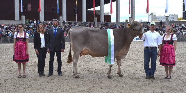Für Silvana, Miss Olma beim Braunvieh 2019, wird an der Vier-Rasse-Eliteschau eine Nachfolgerin gesucht. (Bild Stefanie Giger)