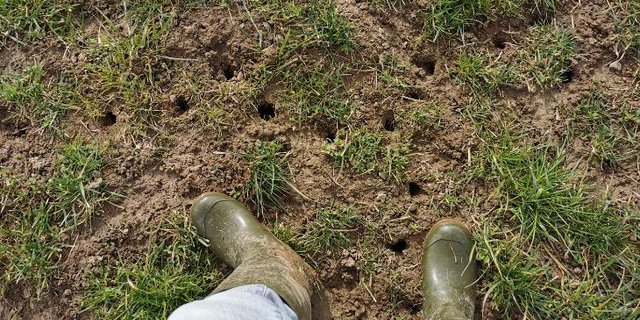 Die Sanierung von Mäuseschäden sollte möglichst früh im Frühjahr geschehen. Die entstandenen Lücken können schnell mit einer Untersaat geschlossen werden. Zudem ist der Konkurrenzdruck durch das noch schwache Graswachstum schwach. (Bilder Dominik Amrein, BBZN Hohenrain)