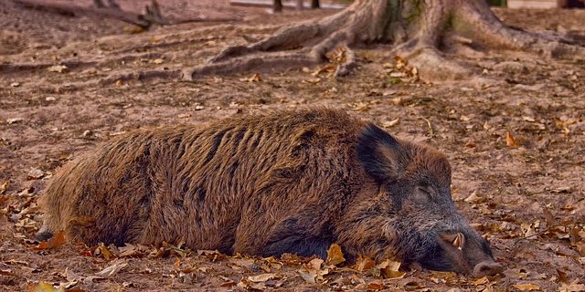Dreizehn Prozent des Wildschweinfleisches in der Schweiz stammt aus Tschechien. (Bild pixabay)