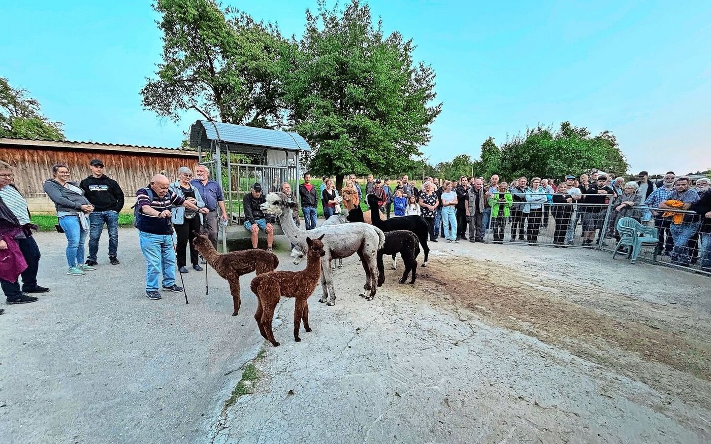 Die Alpakas der Betriebsgemeinschaft sind wichtig für die Zucht. Sie sind neugierig und beschnuppern ohne Scheu die Besucher(innen).