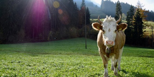 Das Horn gehört in die Verfassung - meint die Kleinbauern-Vereinigung. (Bild Katrin Erfurt)