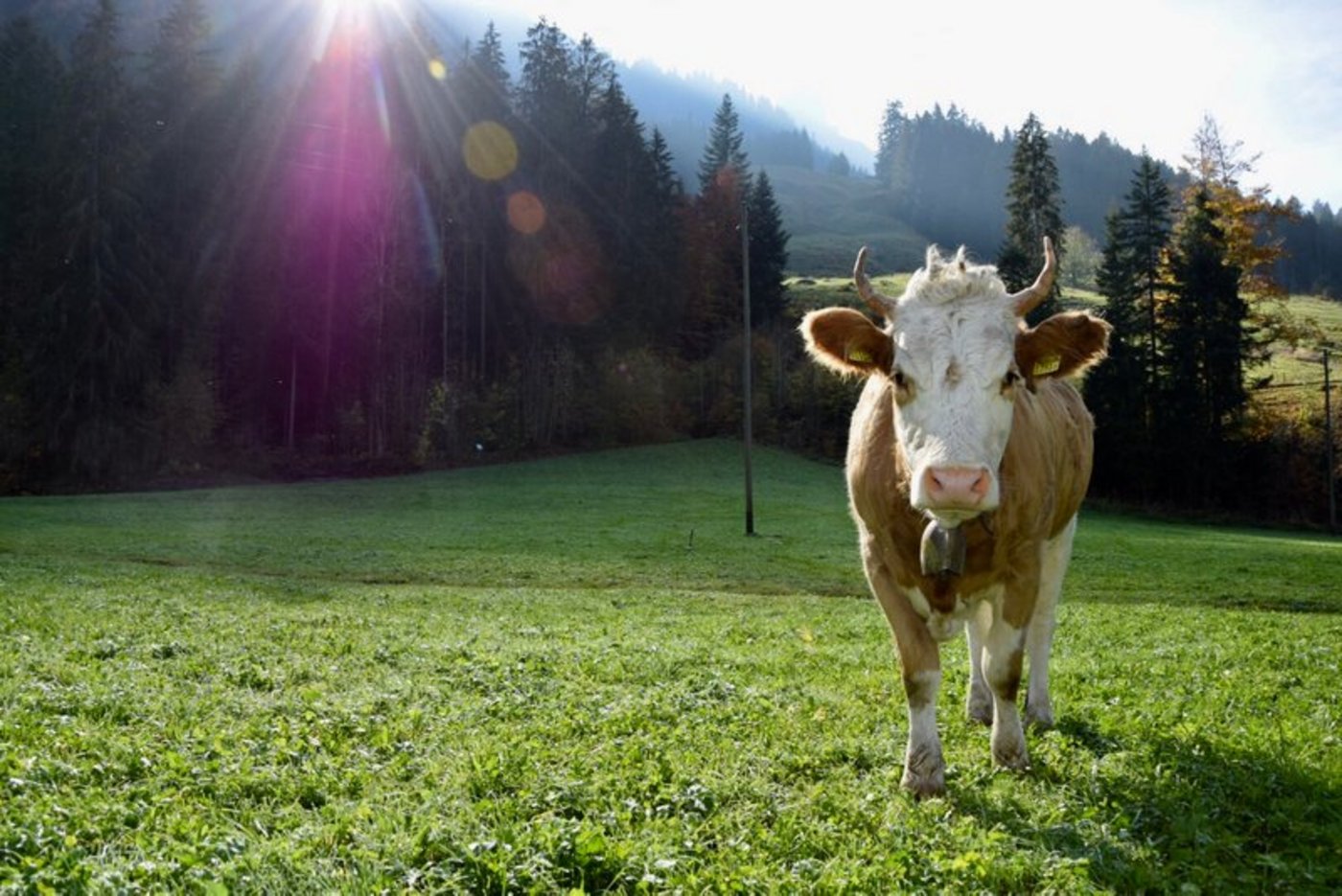 Das Horn gehört in die Verfassung - meint die Kleinbauern-Vereinigung. (Bild Katrin Erfurt)