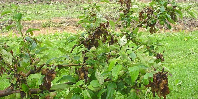 Der Feuerbrand ist auch dieses Jahr aktiv. (Bild BauZ)