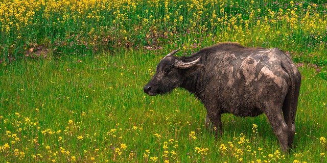 Büffel in China. (Symbolbild Pixabay)