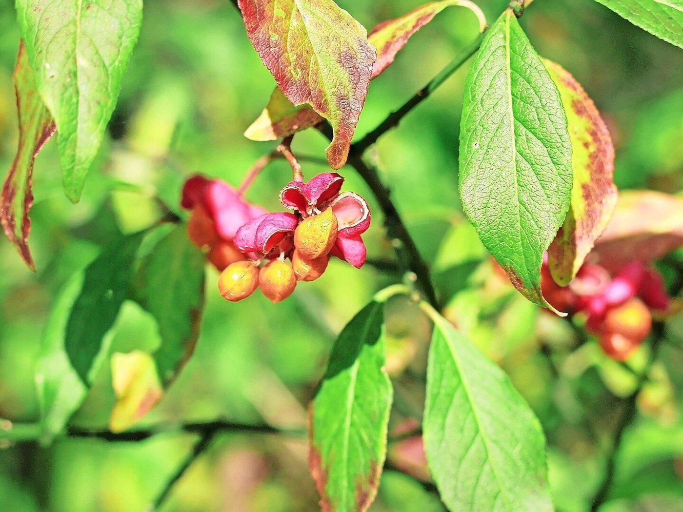 Exklusiv für Vögel: das Pfaffenhütchen. 