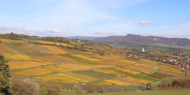 Im Schaffhauser Blauburgunderland kämpfen bekannte Reblagen wie zum Beispiel jene in Hallau mit Absatzproblemen. (Bild Roland  Müller)