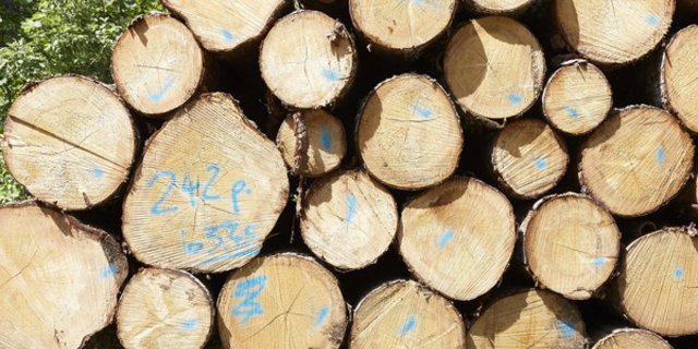 Es gibt zuviel Holz auf dem Schweizer Markt – und es ist keine Besserung in Sicht. (Bild Wald Schweiz)
