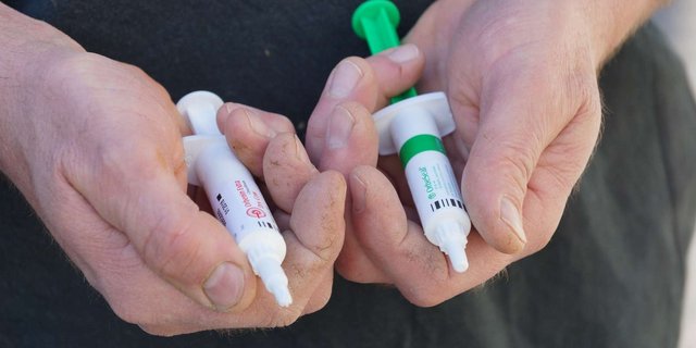 Milchbetriebe, die beim Projekt ReLait mitmachen, versuchen weniger Antibiotika zu verwenden. (Bild Ruth Aerni) 