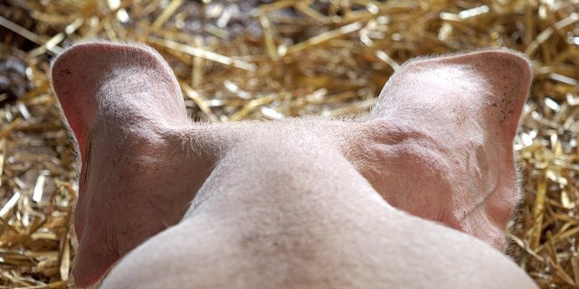 Die Schweinepreise ziehen weiter leicht an. (Bild Pixabay)