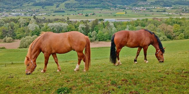 Pferde sind Herdentiere. Zu einem artgerechten Leben gehört das Weiden in der Gruppe. Dies will der STS fördern – mit einem Versprechen, das ein Tierhalter seinen Pferden abgeben soll. (Bild Gian Hofer)