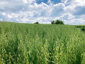 Hafer weist eine gute Unkrautunterdrückung auf und hat einen geringen Stickstoffbedarf. (Bild Alexandra Stückelberger)