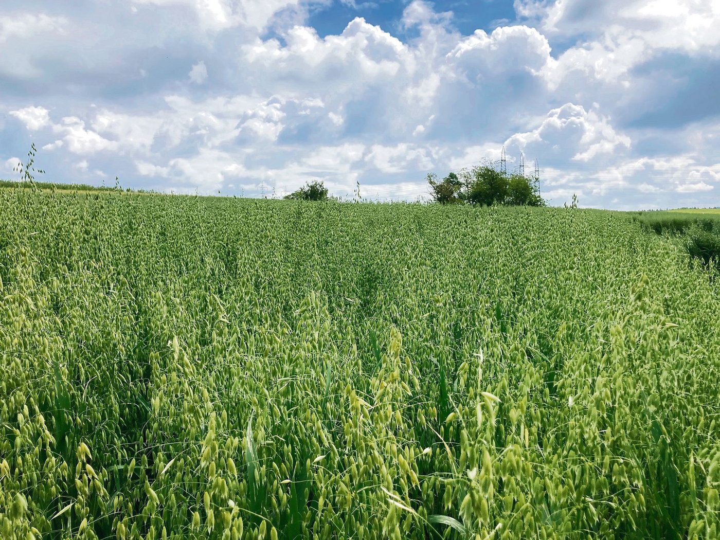 Hafer weist eine gute Unkrautunterdrückung auf und hat einen geringen Stickstoffbedarf. (Bild Alexandra Stückelberger)