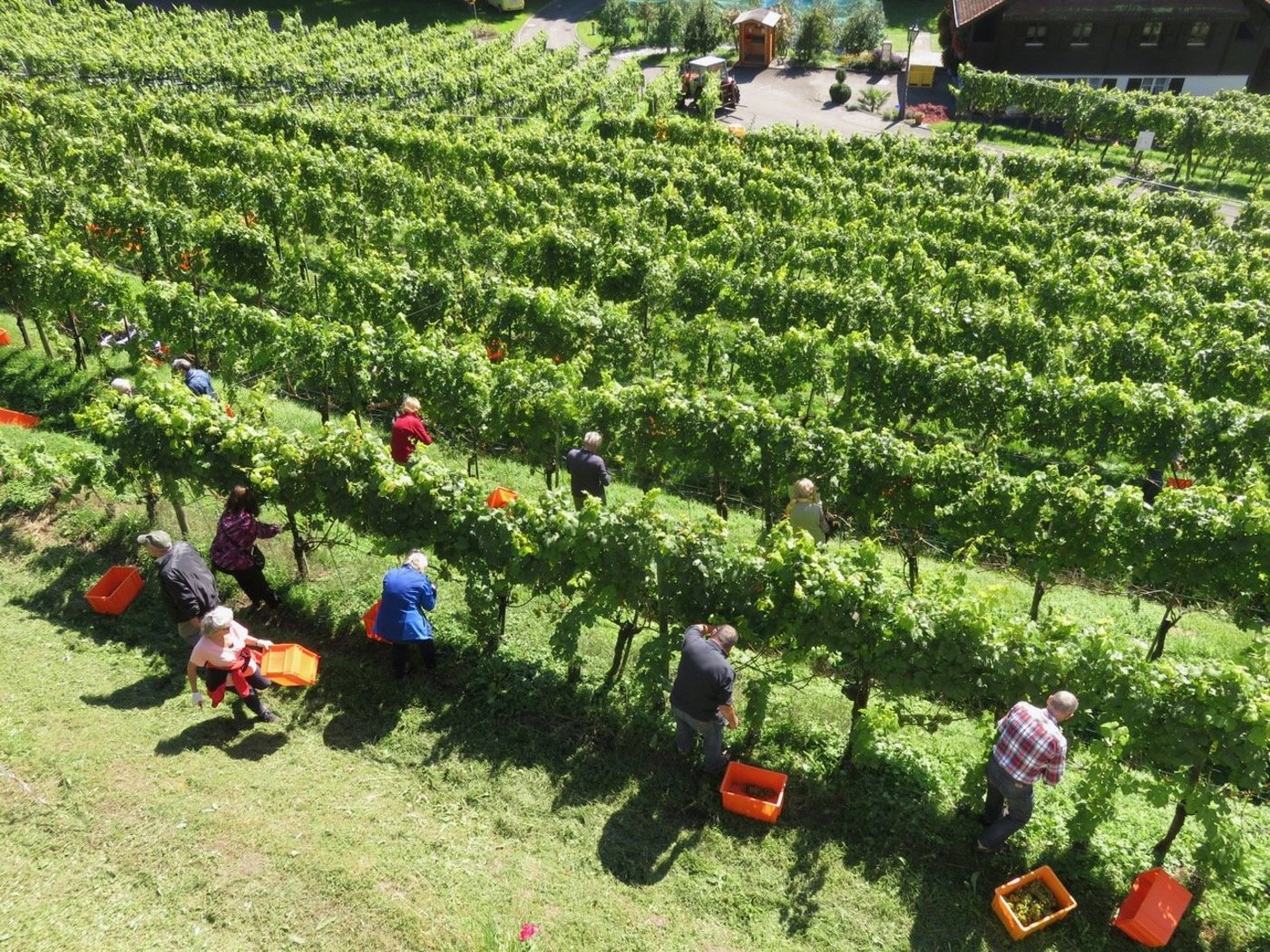Eine ganze Reihe Helfer bei der Wümmet in Meggen LU. (Bilder Josef Scherer)