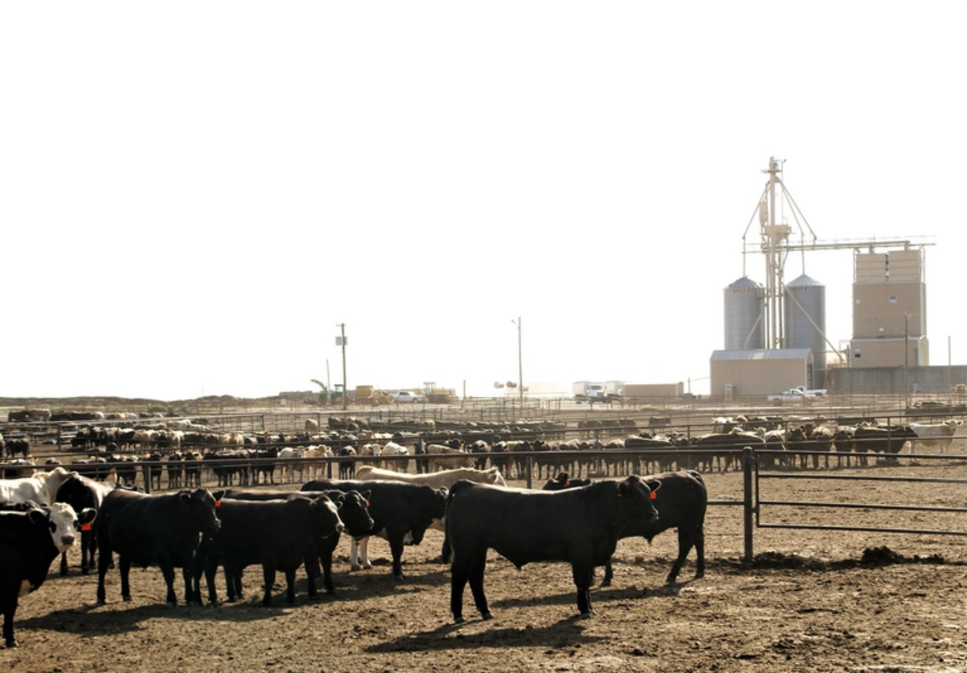 Wenig Platz für Agrobiodiversität: Feedlot in Texas. (Bild mr)