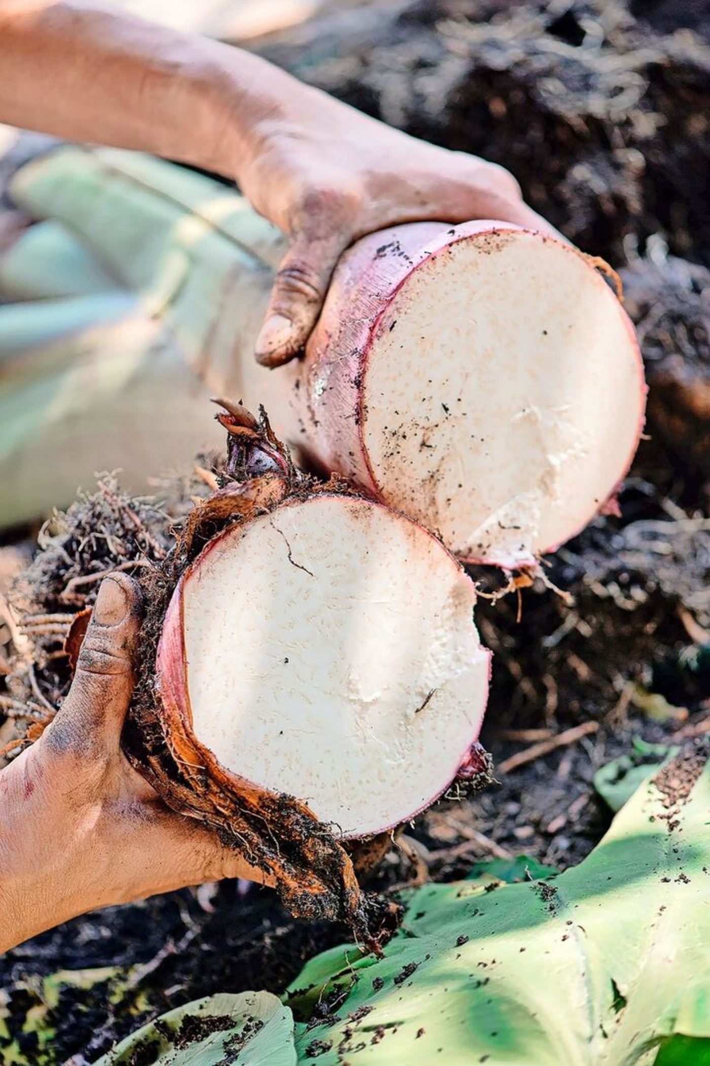 Taro-Knollen können drei bis vier Kilogramm schwer werden. Die Pflanze benötigt allerdings viel Wasser.