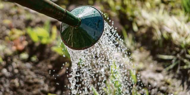Anstelle von Giesskannen werden in Afrika Terrakotta-Gefässe verwendet, die in den Boden eingegraben werden.