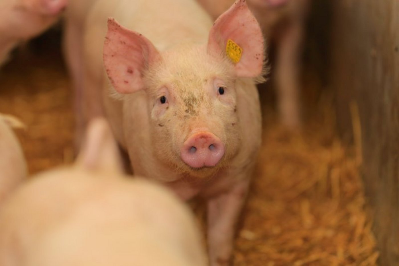 Die Nachfrage nach Lebendtieren ist zur Zeit gross. (Bild Peter Röthlisberger)