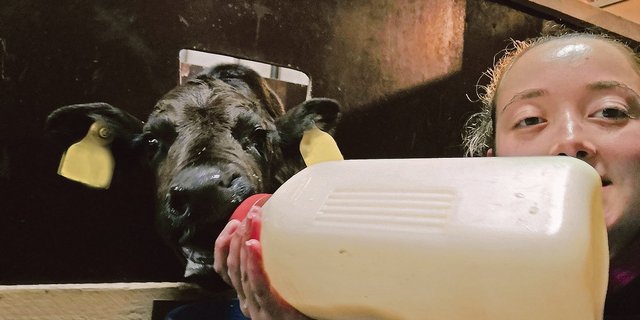 Kathrin Wegmann bei ihrer Lieblingsarbeit auf dem Gastbetrieb: den Kälbchen die Flasche geben. Sie hat vieles über Kühe und Kälber gelernt bei ihrem Austausch. (Bilder Kathrin Wegmann)