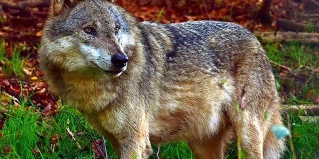 Im St. Gallischen ist ein einzelner Wolf unterwegs. (Symbolbild Rudolpho Tuba/pixelio.de) 