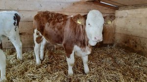 Die ersten genetisch hornlosen Simmentalerstiere sind geboren und sollen in den Zuchteinsatz. Einige Züchter befürchten einen Rückschritt im Exterieur.