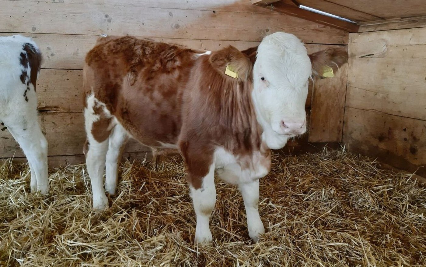 Die ersten genetisch hornlosen Simmentalerstiere sind geboren und sollen in den Zuchteinsatz. Einige Züchter befürchten einen Rückschritt im Exterieur.