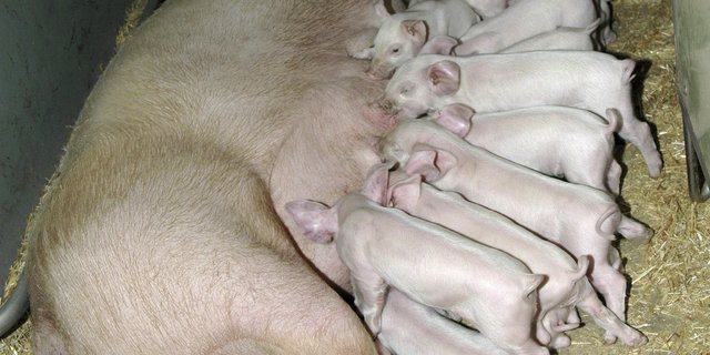 Die Wurfgrösse ist bei der Schweinezucht nicht das einzige Kriterium, dass es zu berücksichtigen gilt. (Bild Suisag/lid)